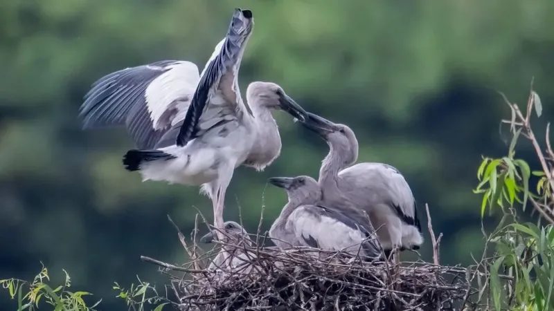 Sáp nhập 3 tỉnh thành công, Ninh Bình mới có cánh đồng lúa, vườn chim khổng lồ, du khách đổ về ngắm